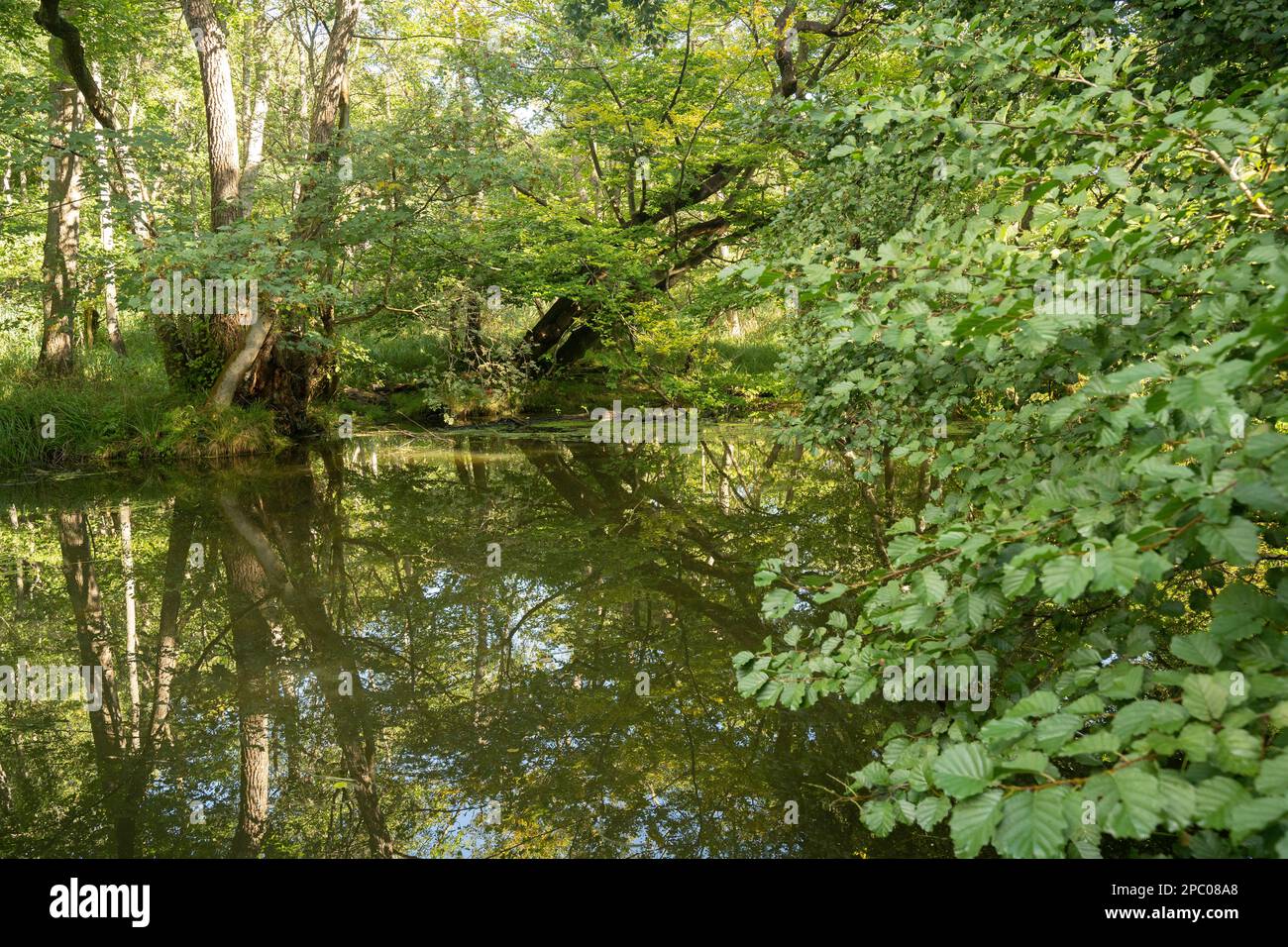 Lac vert et rivière avec arbres et ciel bleu avec nuages Banque D'Images