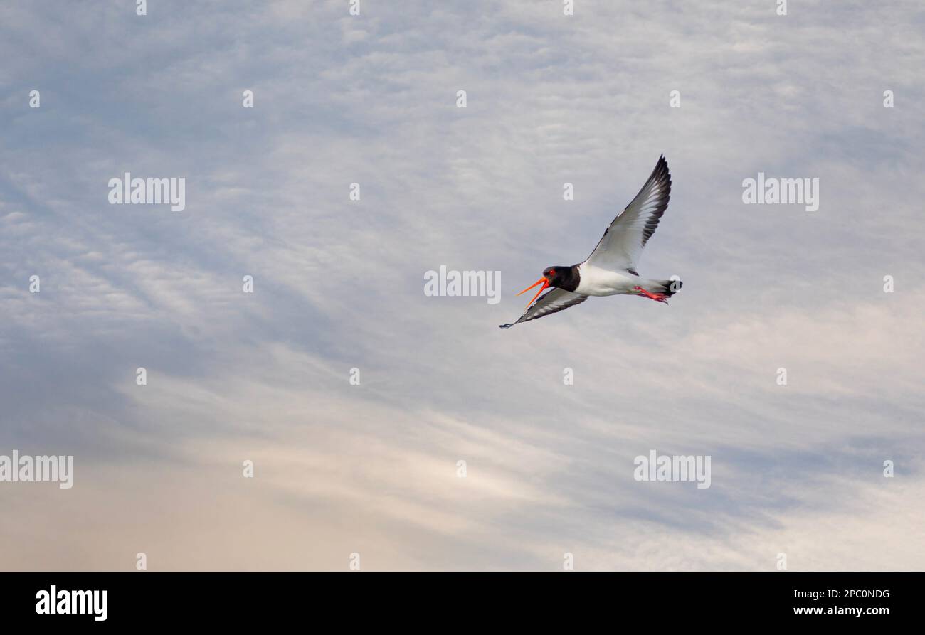 Oiseau d'eau dans l'air, Oystercatcher eurasien, Haematopus ostralegus Banque D'Images