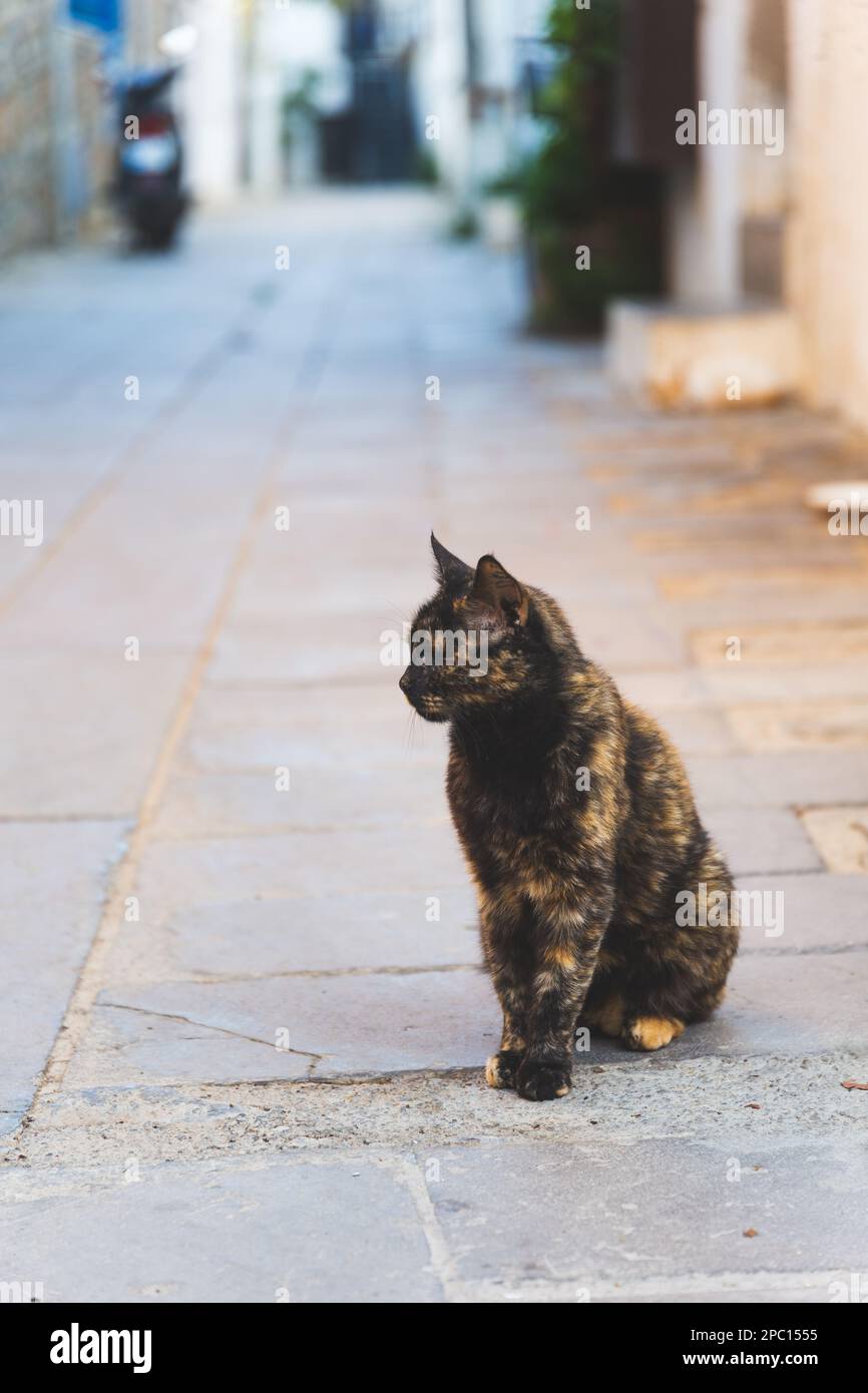 un chat errant assis sur le sol à l'extérieur et regardant loin Banque D'Images