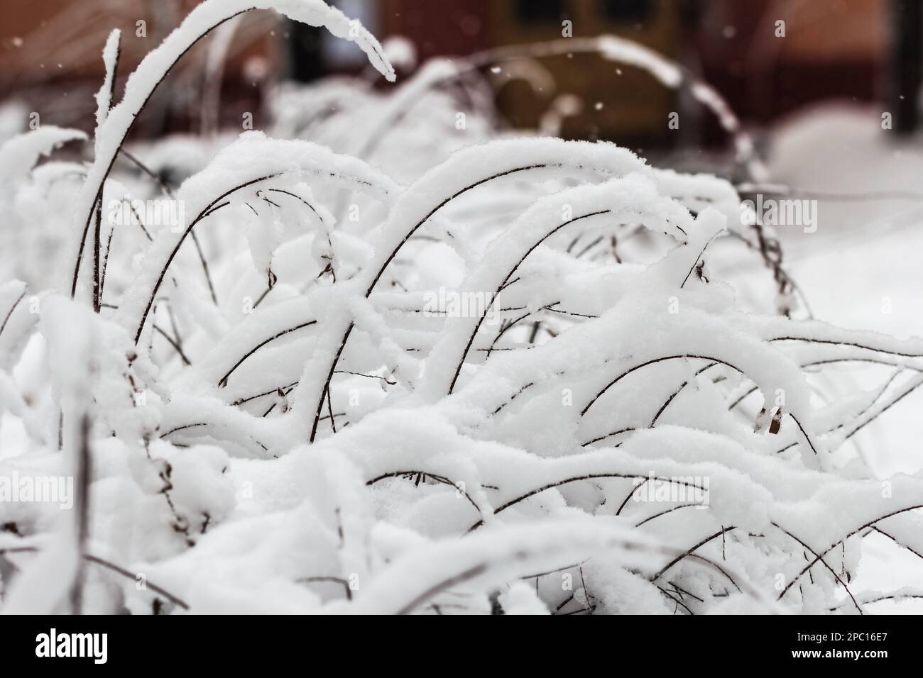 La neige véritable et luxuriante se trouve sur les buissons en hiver Banque D'Images