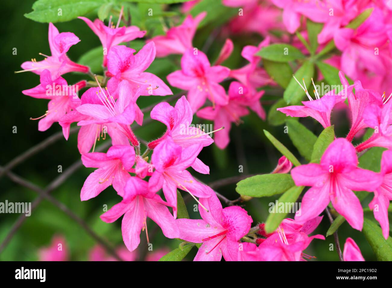 Fleurs roses de Rhododendron indicum, photo en gros plan avec mise au point douce sélective Banque D'Images