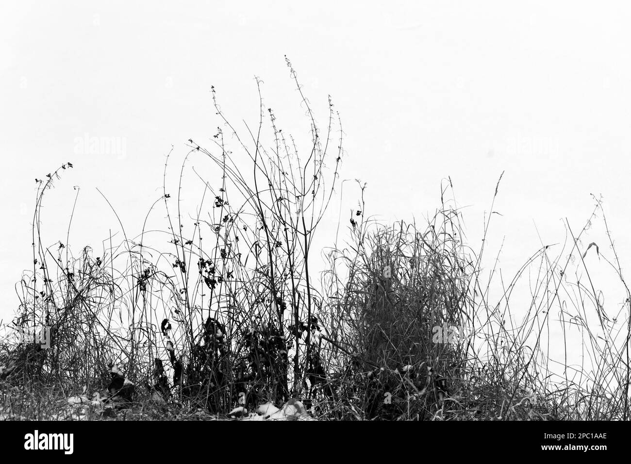 Herbe côtière sèche lors d'une journée d'hiver sur la neige blanche, gros plan sur la photo d'hiver, photo d'arrière-plan noir et blanc naturel Banque D'Images