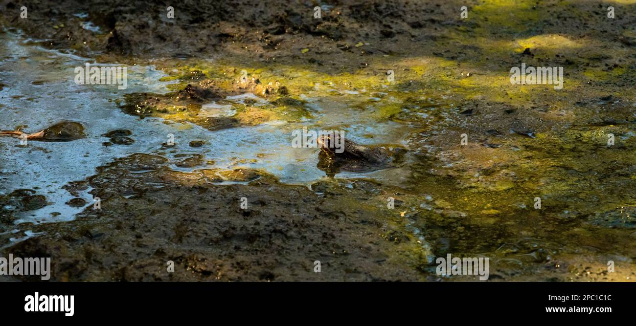 Une petite grenouille piquant hors de la boue d'une rivière Banque D'Images