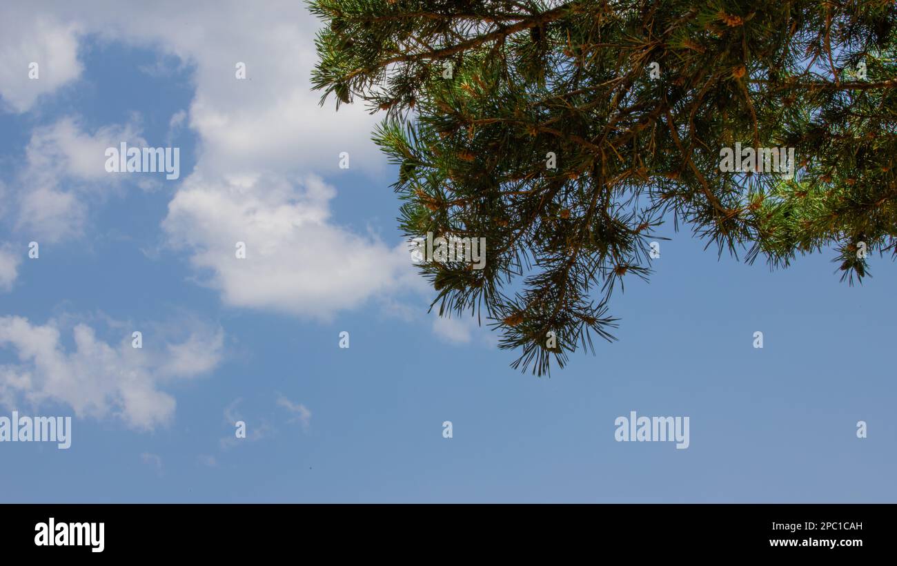 Aiguilles de pin et cônes de pin avec fond bleu ciel et nuages Banque D'Images