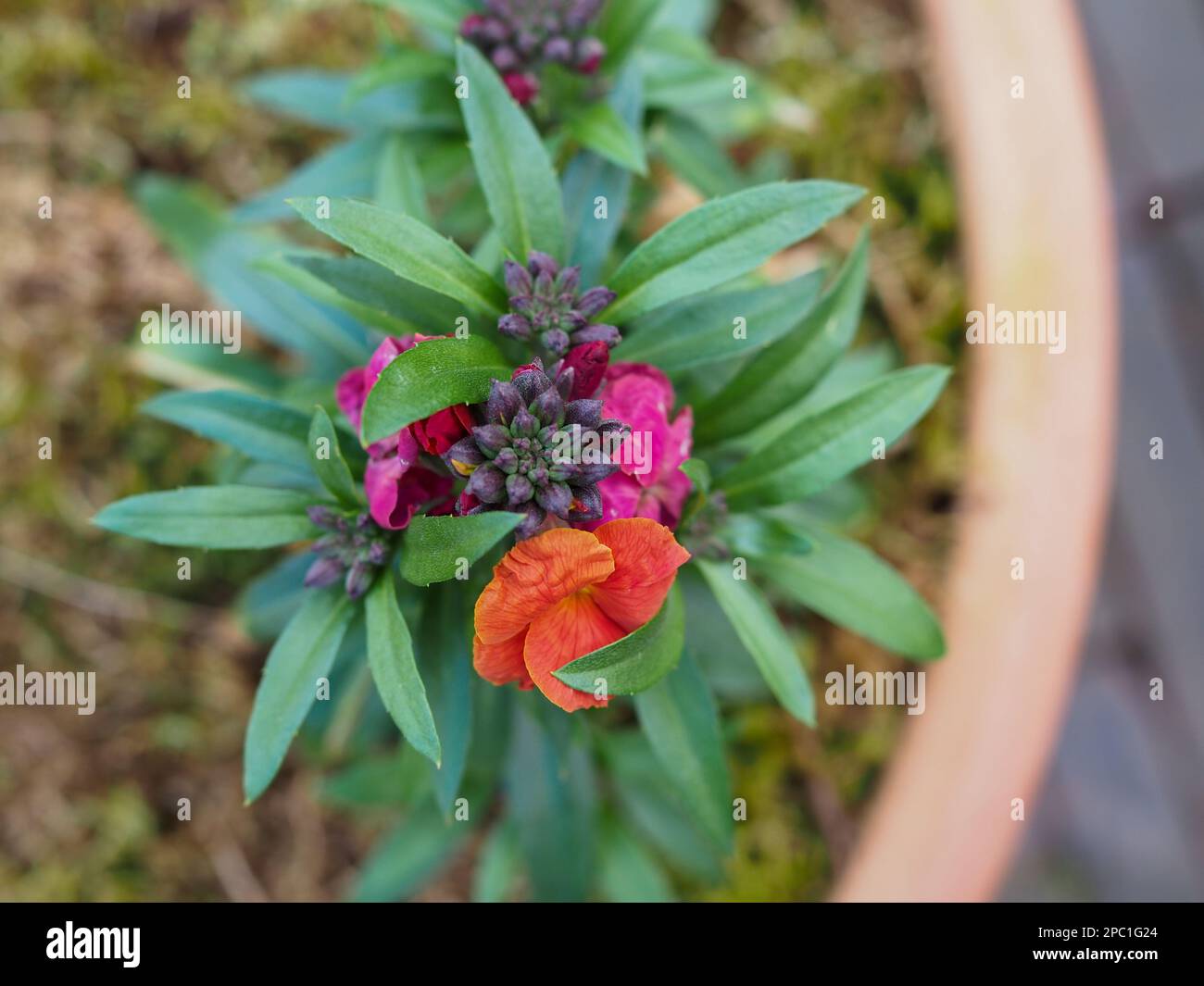 Erysimum 'Orchid d'hiver' (fleur de mur) plante dans un contenant de jardin tiré par le dessus montrant les pétales roses et orange des fleurs bicolores Banque D'Images