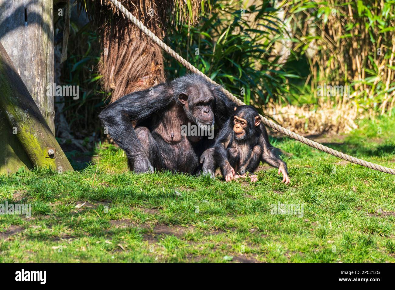 Femme et bébé Chimpanzé (Pan troglodytes) dans l'enceinte du sentier Budongo au zoo d'Édimbourg, en Écosse, au Royaume-Uni Banque D'Images