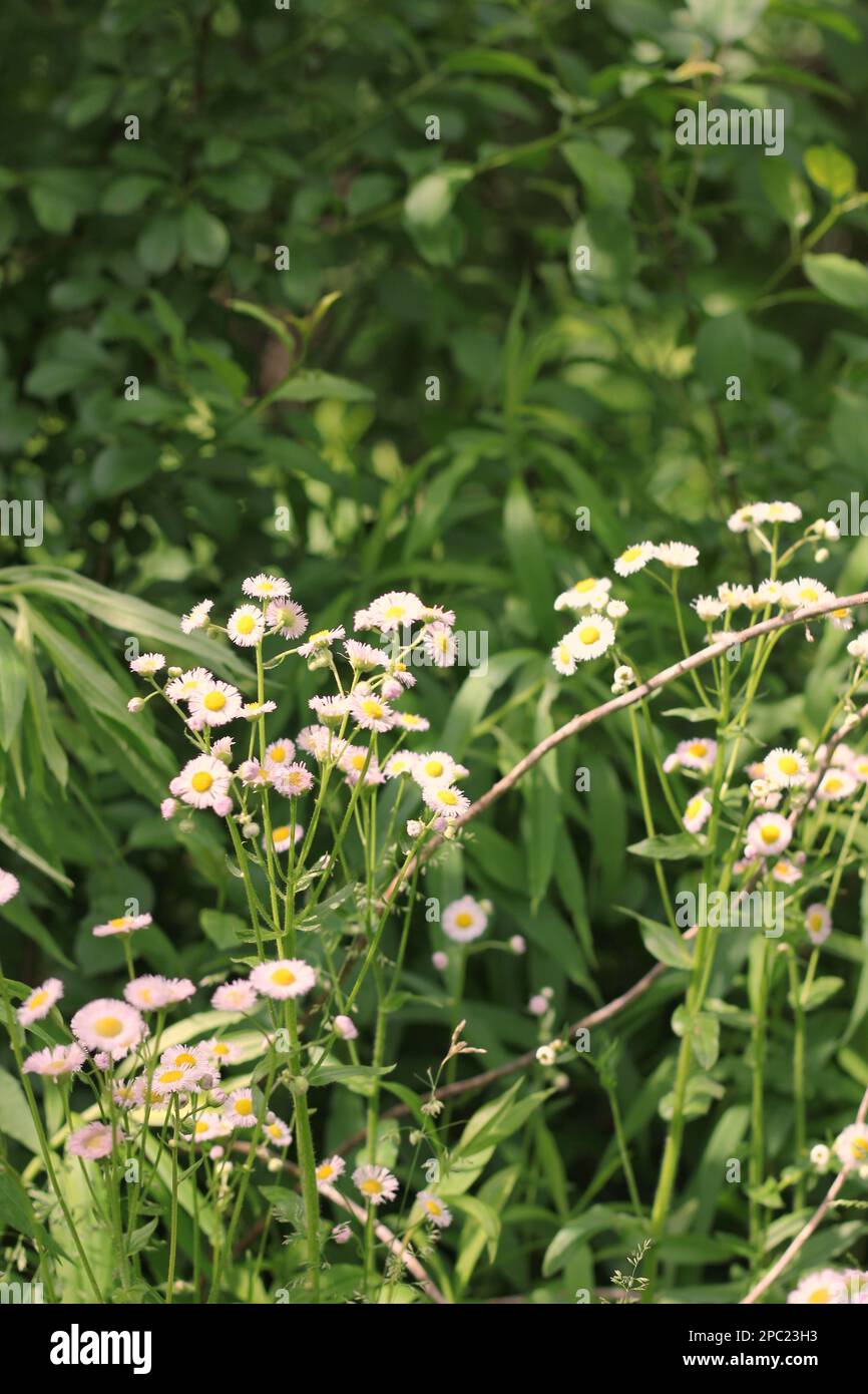 Belles pâquerettes blanches et fleurs sauvages qui poussent dans la prairie ensoleillée d'été. Banque D'Images