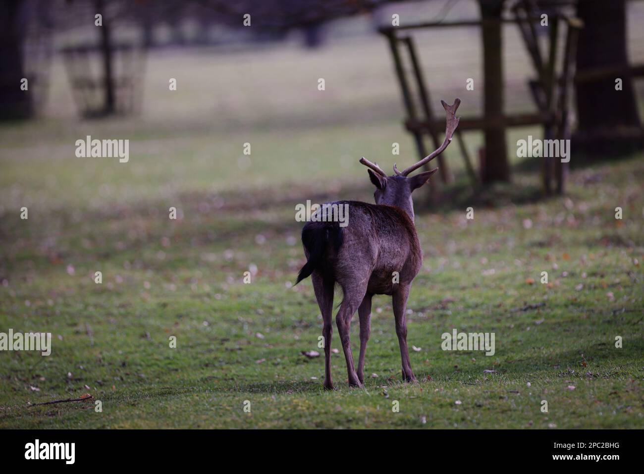 Cerf du Royaume-Uni Banque D'Images