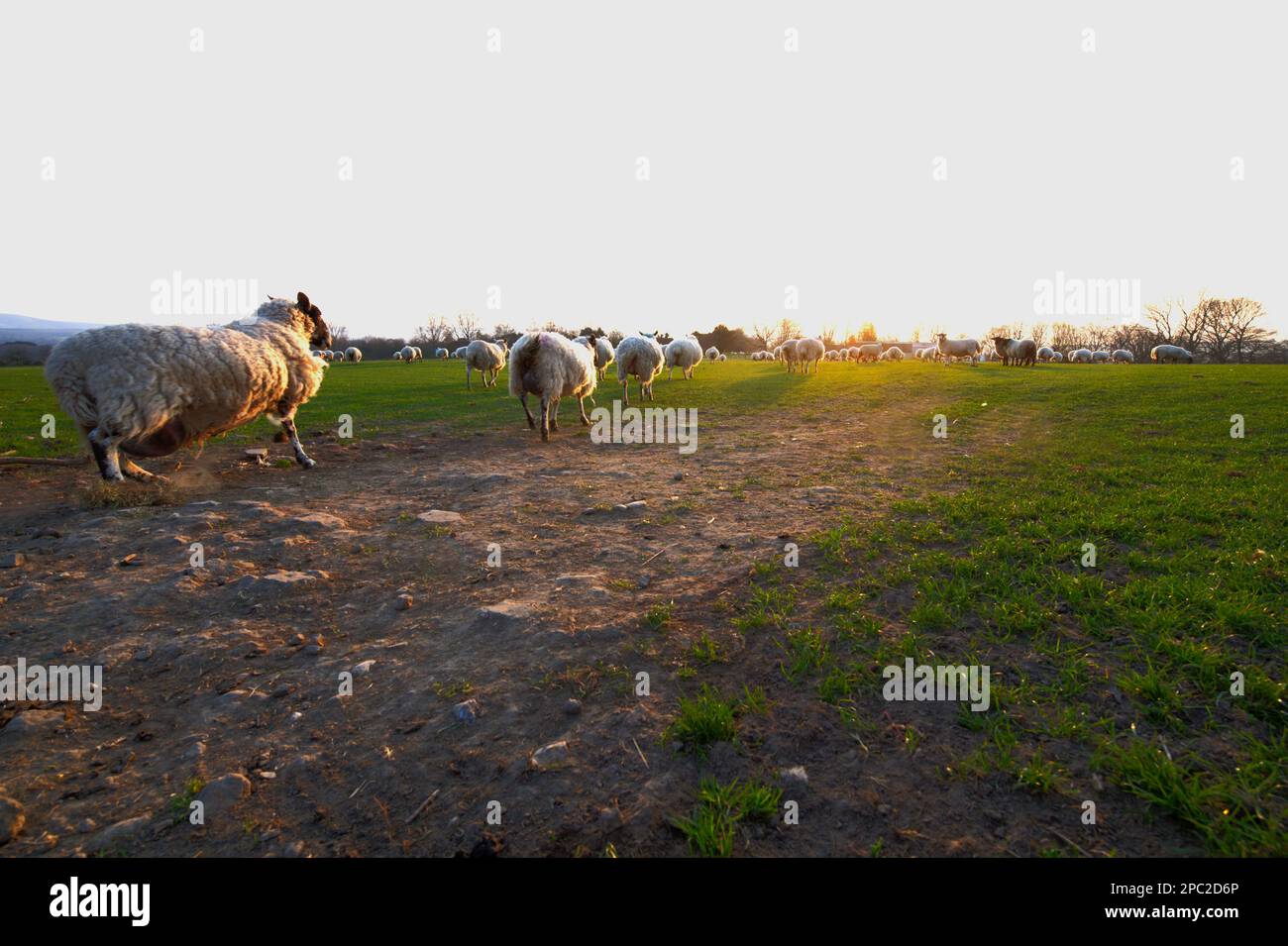 Moutons courant pour rattraper le troupeau un crépuscule. Banque D'Images