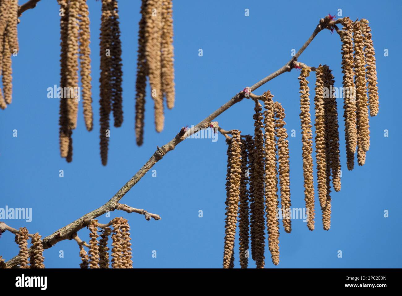 Noisette turque, Corylus colurna fleurissent sur la branche Banque D'Images