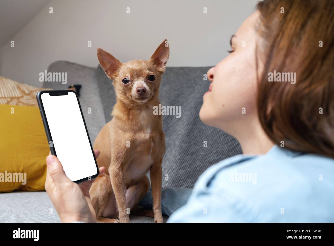 Femme propriétaire d'animal de compagnie et son petit chien Toy Terrier utilisant le téléphone mobile, à la recherche de l'hôtel pour les animaux de compagnie. Banque D'Images