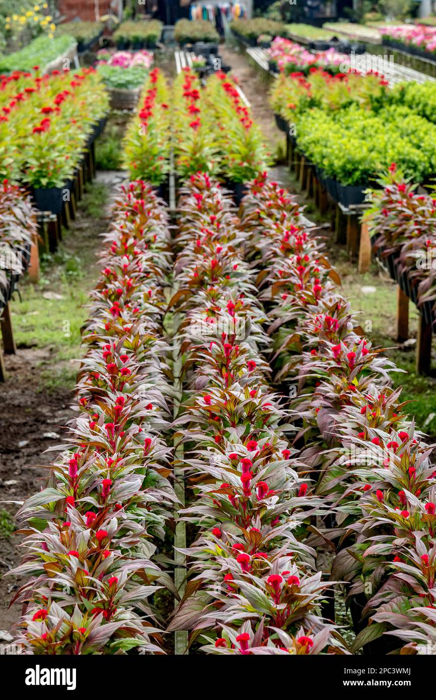 Fleurs à sa Déc, Vietnam Banque D'Images