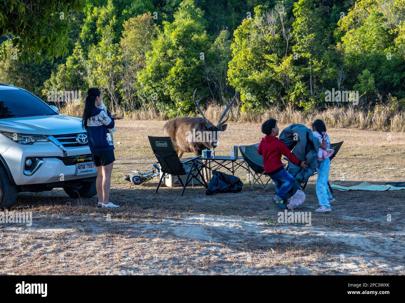 Un cerf de Sambar (rusa unicolor) pénètre un pique-nique en famille. Parc national de Khao Yai, Thaïlande. Banque D'Images