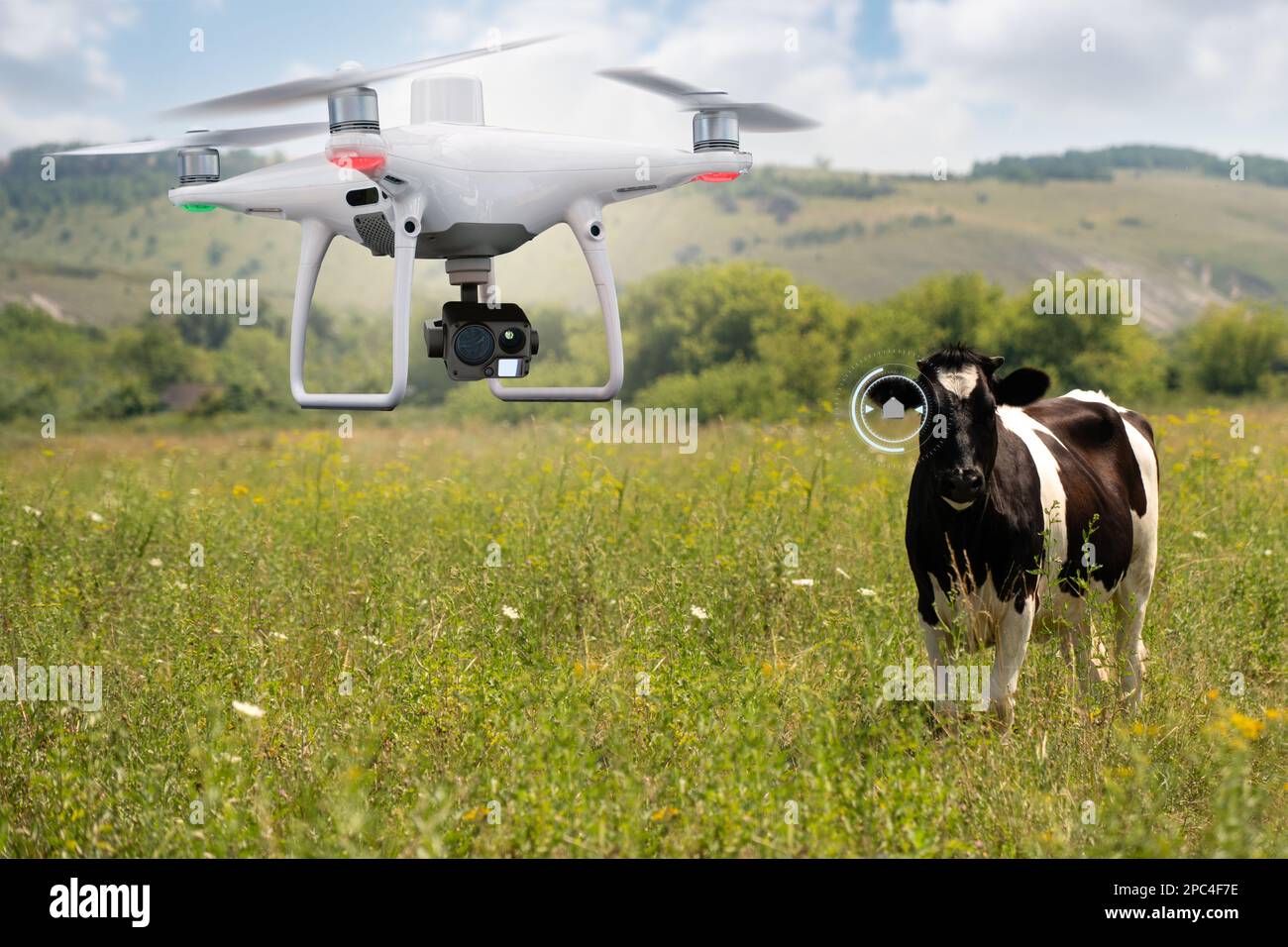 Drone agricole qui observe un troupeau de vaches. Une agriculture intelligente Banque D'Images