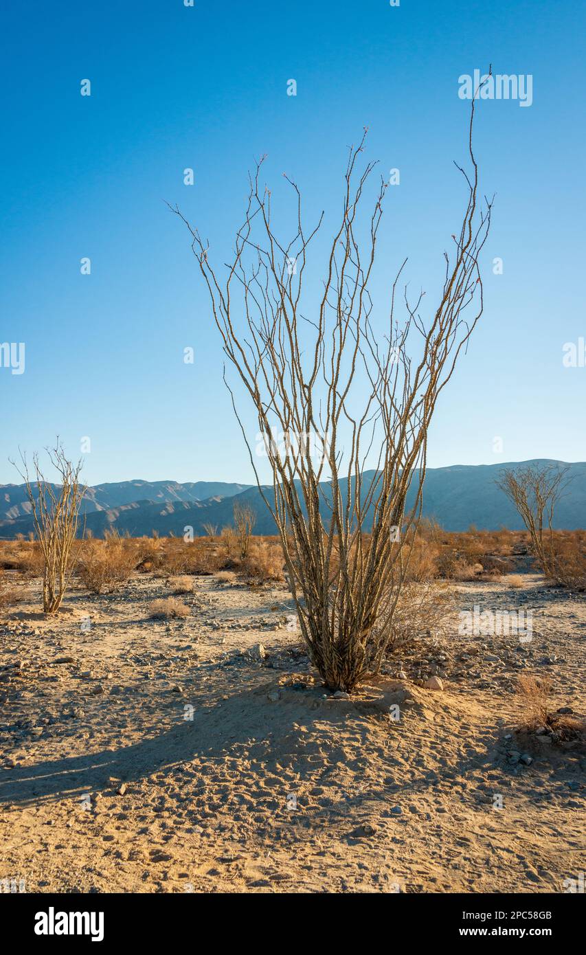 Joshua Tree National Park, Californie Banque D'Images