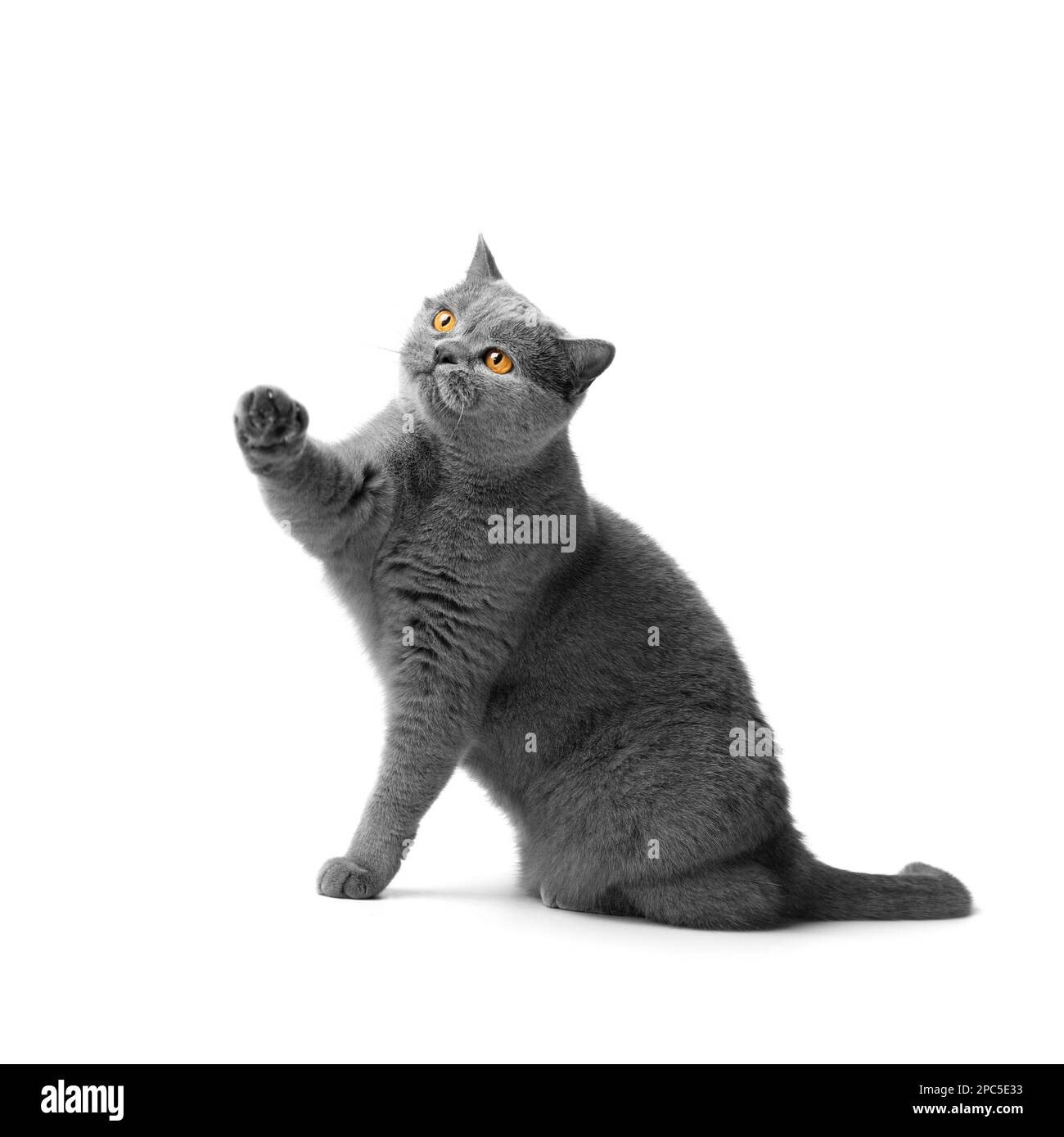 Un chat gras de shorthair avec de grands yeux rouges est assis sur un fond blanc. Obésité animale. Chat britannique sur fond blanc. Banque D'Images