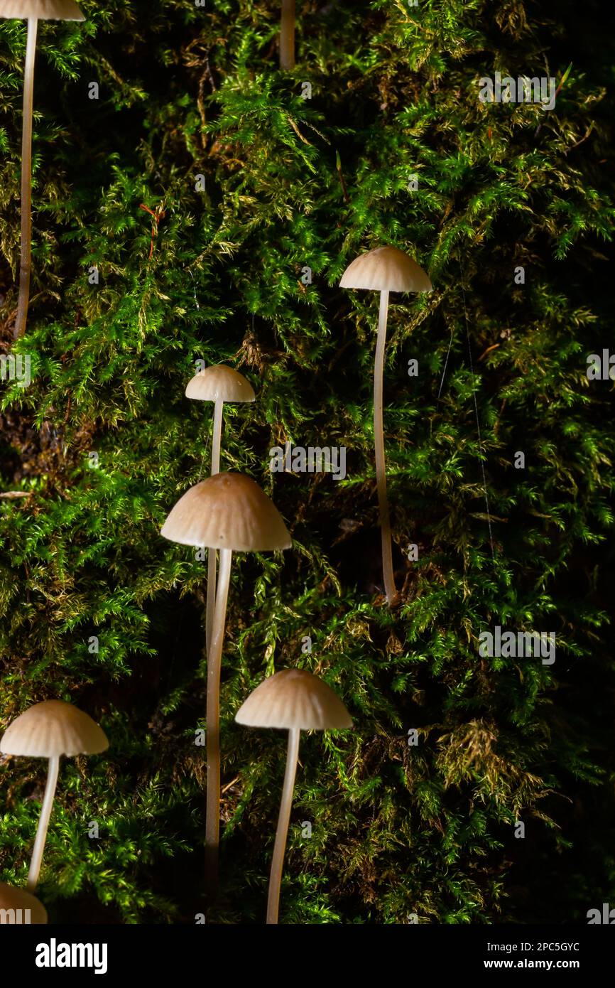 Le champignon Mycena galopus pousse sur de la mousse verte dans la forêt. Banque D'Images