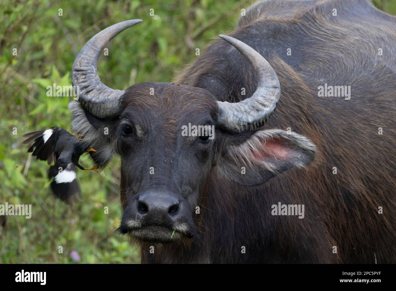 Buffalo sauvage dans le champ Banque D'Images