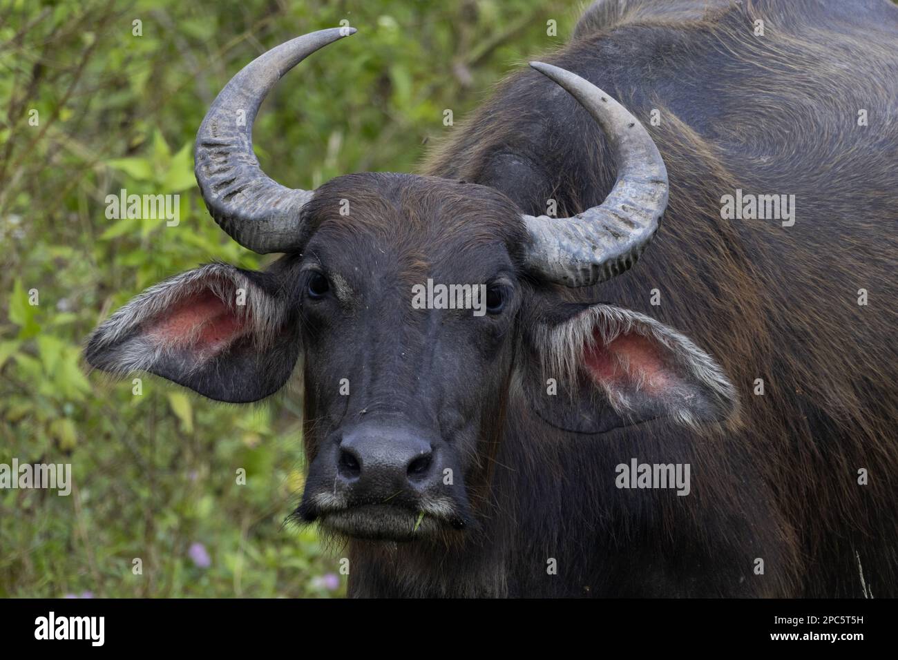 Buffalo sauvage dans le champ Banque D'Images