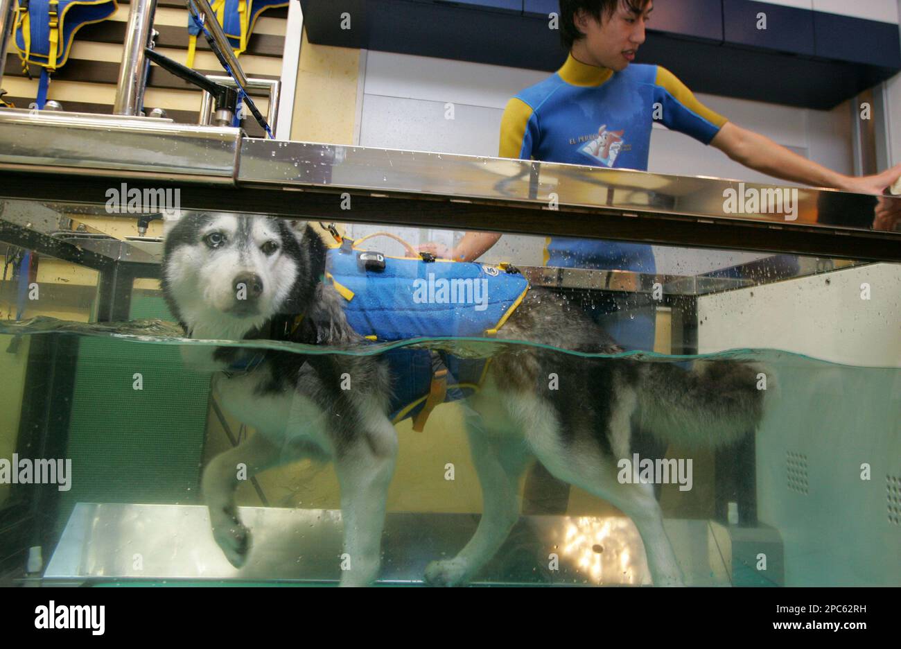 Andy, an 11-year-old Siberian husky who suffers from lower back pain, does exercise on an underwater treadmill with his personal trainer at aqua-fitness club for dogs "El Perro" in Tokyo, Tuesday, Nov. 28, 2006. (AP Photo/Shuji Kajiyama) Banque D'Images
