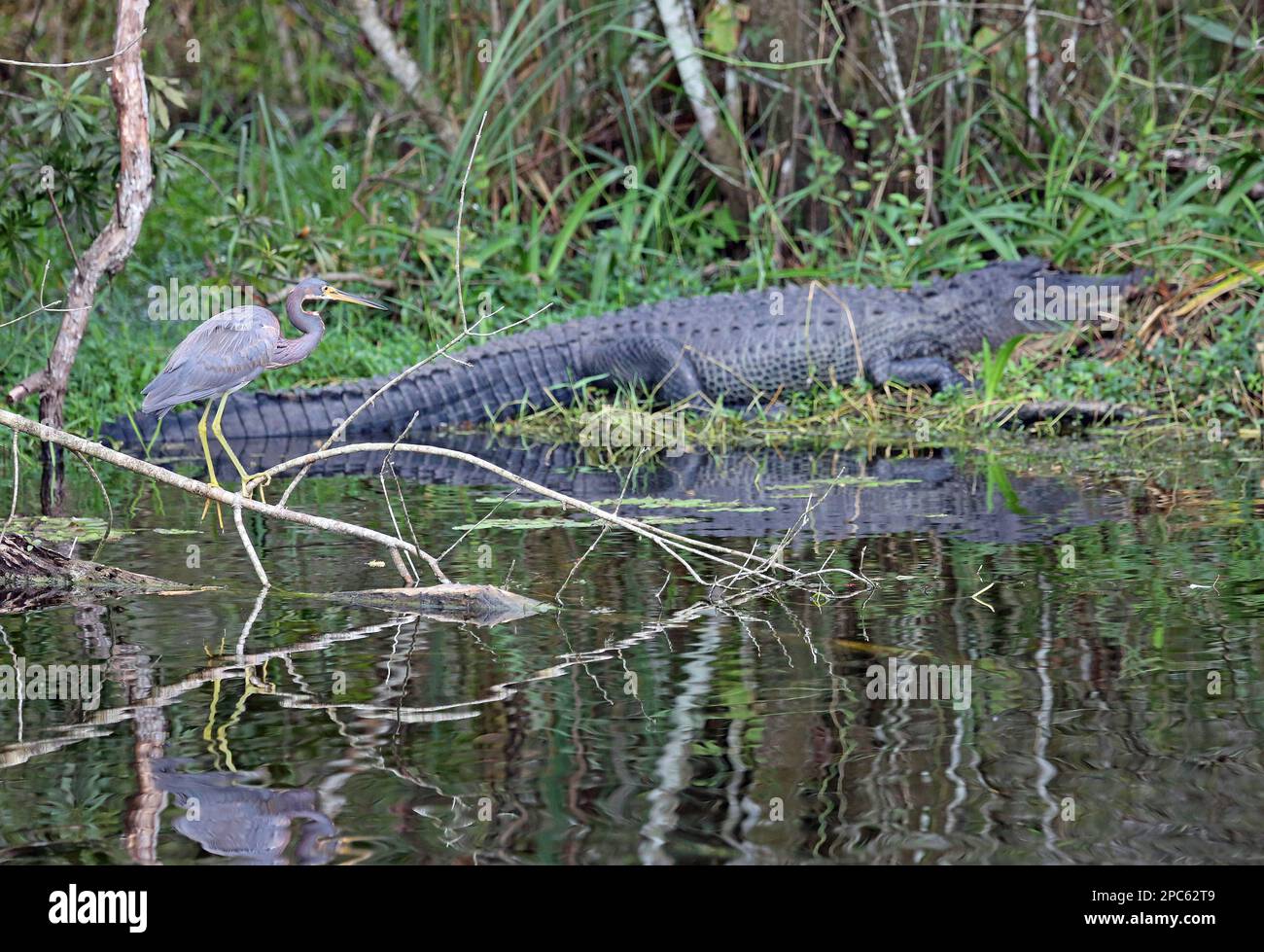 Grand héron bleu et alligator - Floride Banque D'Images