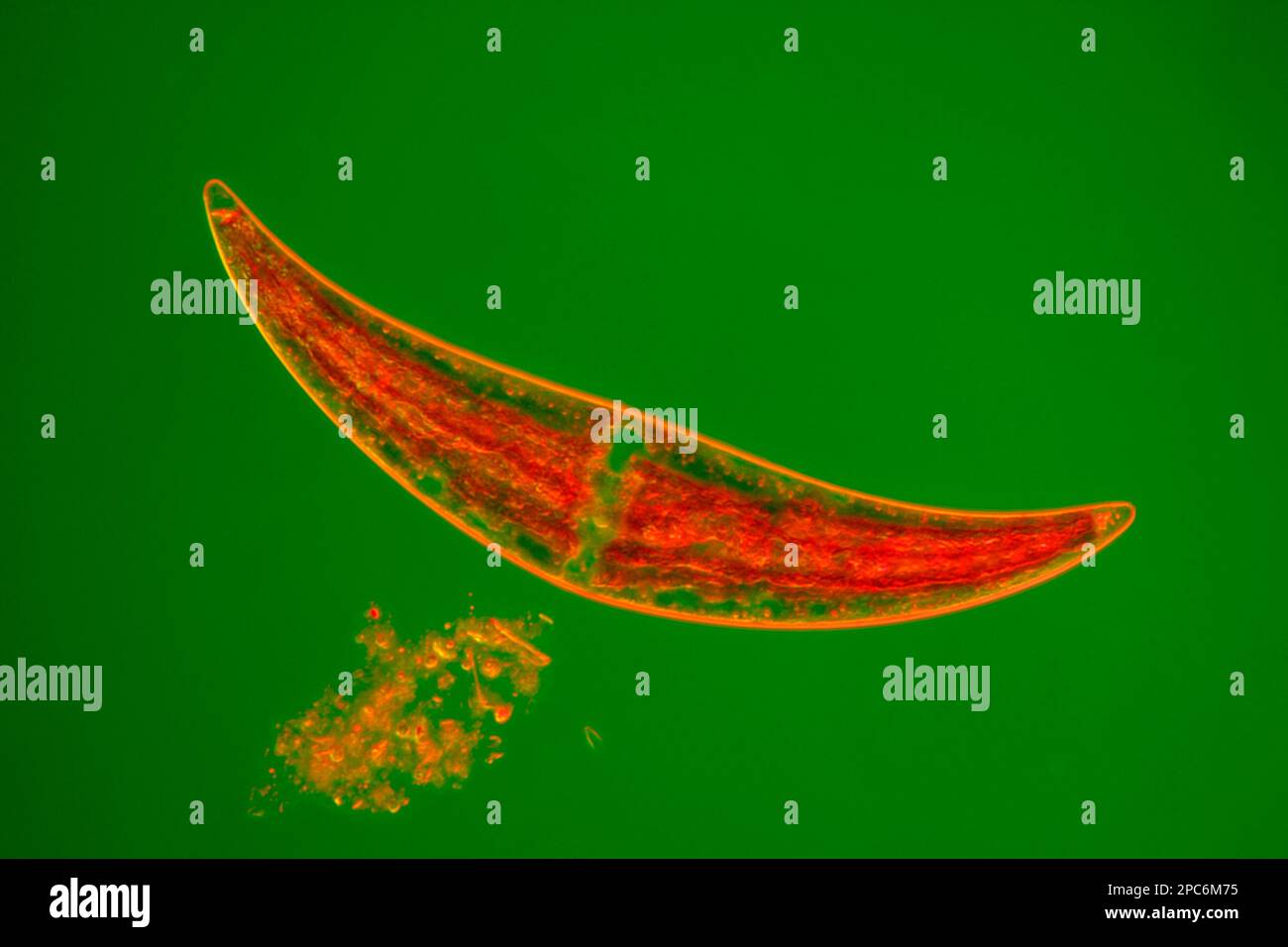 Vue microscopique des algues vertes d'eau douce (Closterium). Éclairage Rheinberg (lumière monochromatique 520 et 750 nm). Banque D'Images
