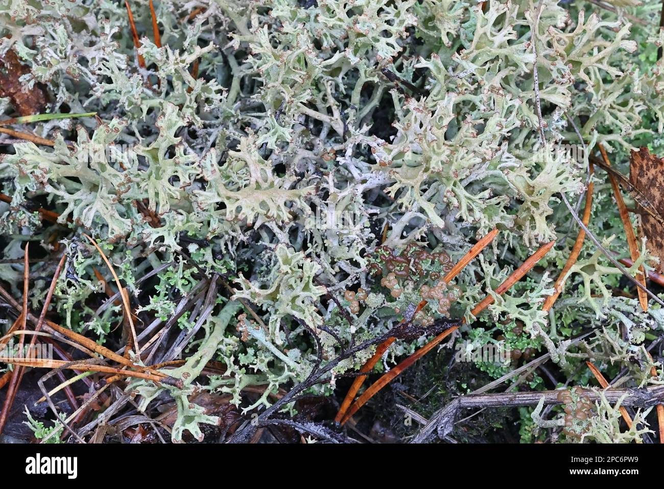 Cladonia crispata, communément appelée lichen à pipe d'orgue, lichens en forme de tasse de Finlande Banque D'Images