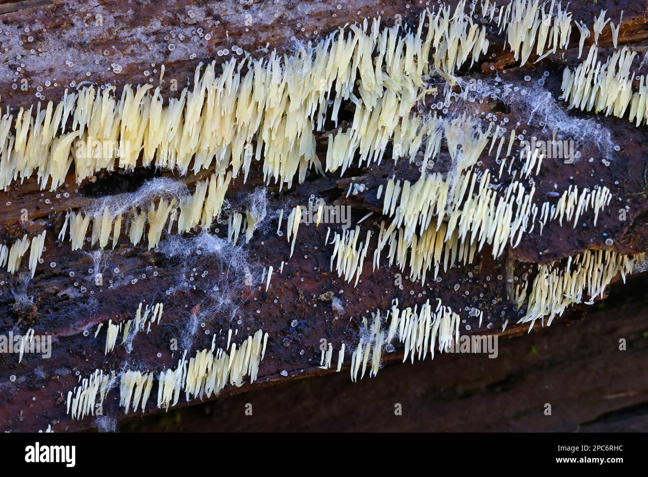 Mucronella calva, également appelée Hydnum calvum, communément appelé Swarming Spine, champignon sauvage de Finlande Banque D'Images