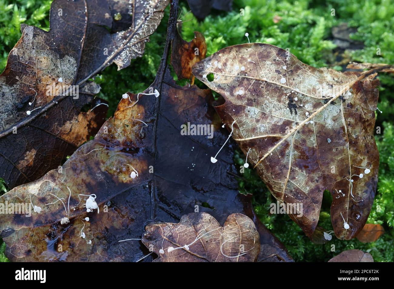 Mycena polyadelpha, un petit bonnet blanc qui pousse sur des feuilles de chêne déchue en Finlande, pas de nom anglais commun Banque D'Images Mycena polyadelpha, un petit bonnet blanc qui pousse sur des feuilles de chêne déchue en Finlande, pas de nom anglais commun Banque D'Images