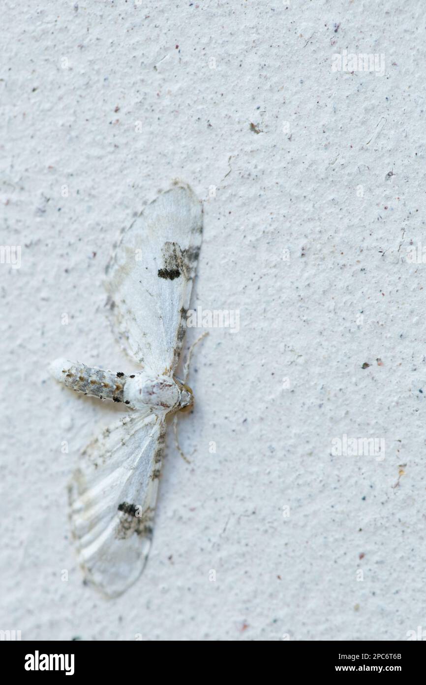 Papillon à la chaux (Eupithia centaureata) reposant sur un mur blanc, camouflé Banque D'Images
