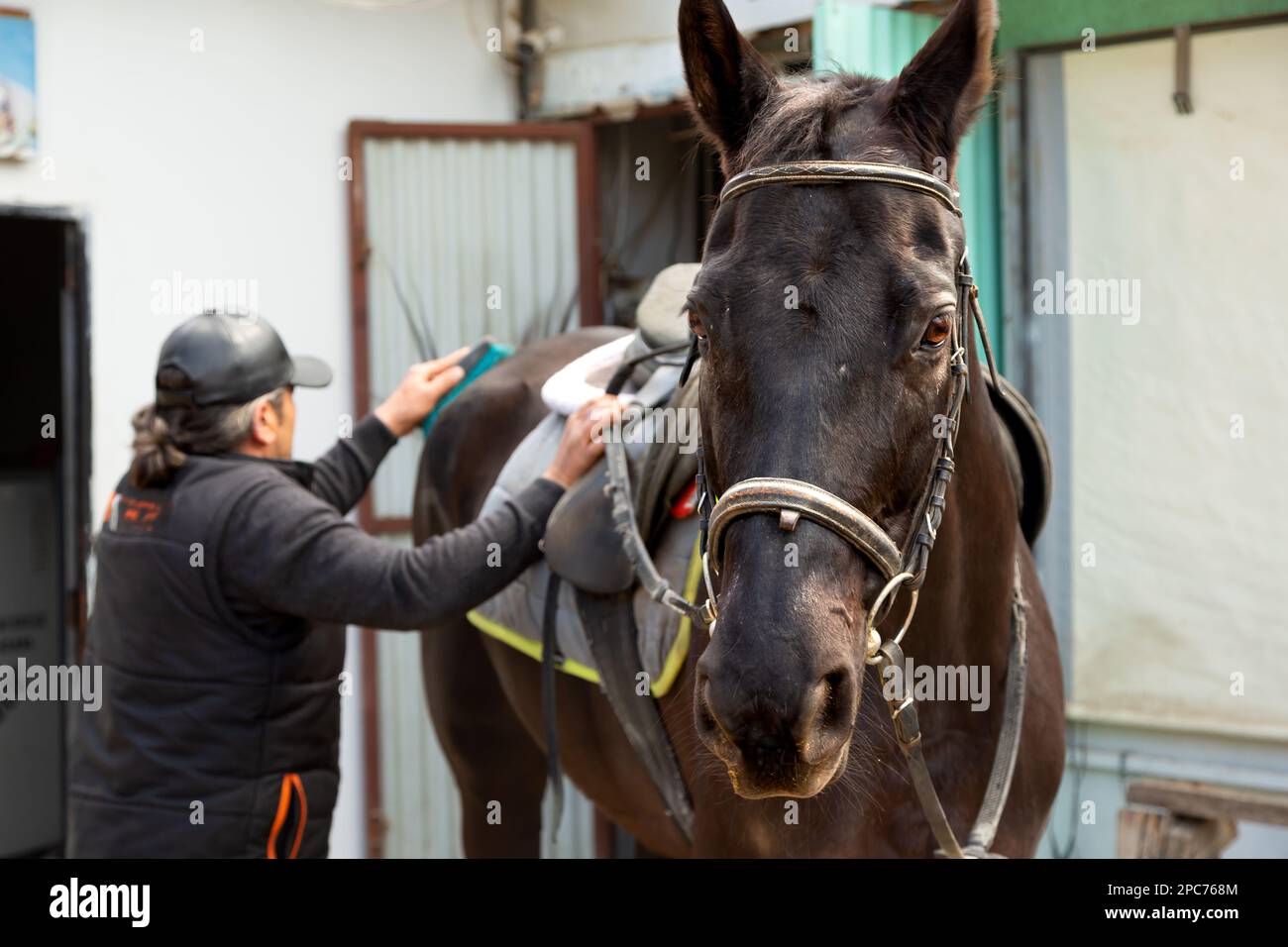La selle est placée sur le dos du cheval par l'hôtesse. Le cheval se prépare pour l'entraînement à l'équitation dans le manège. Banque D'Images