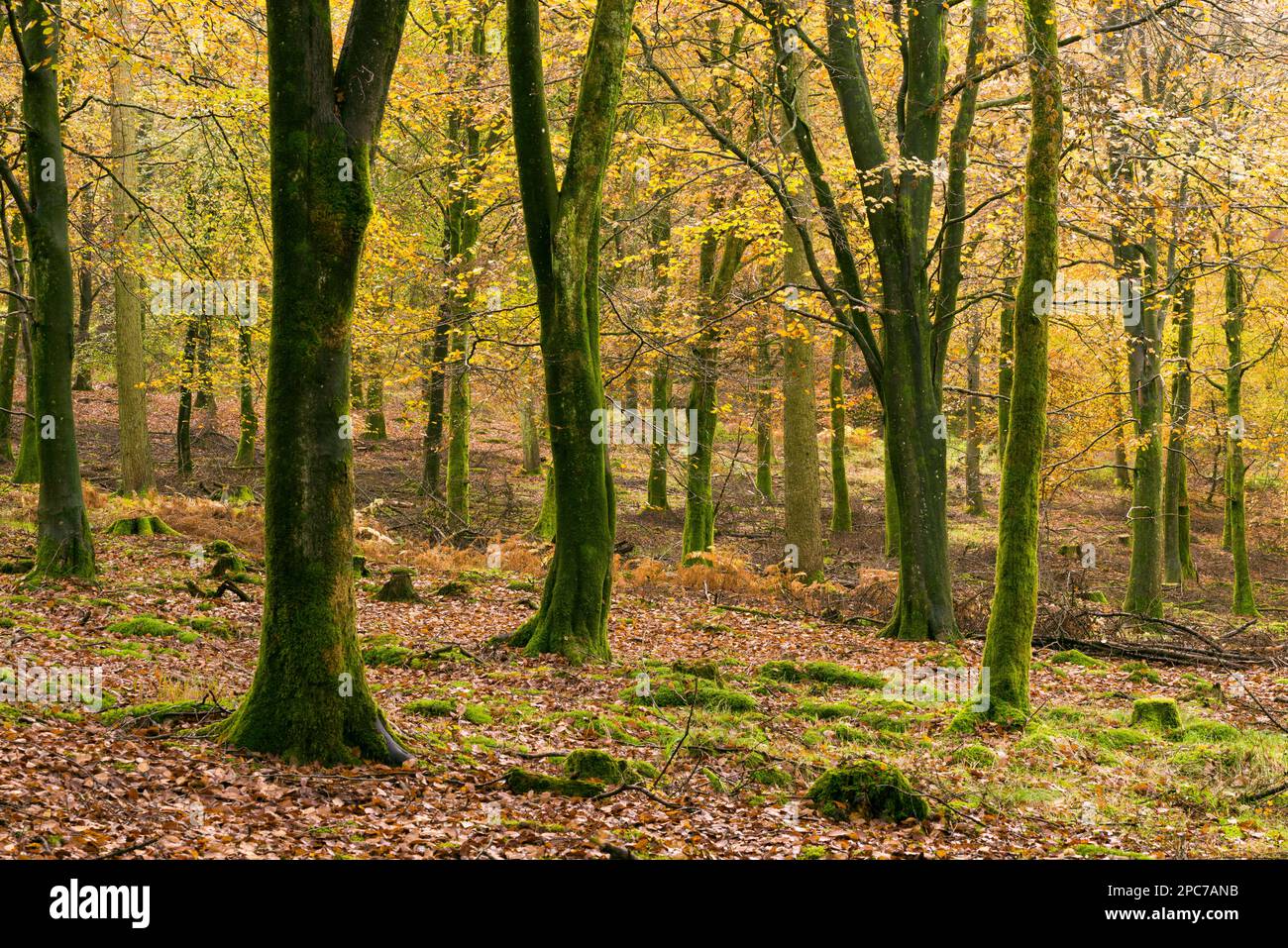 Couleur d'automne dans un bois de hêtre à Rowberrow Warren dans les collines de Mendip, Somerset, Angleterre. Banque D'Images