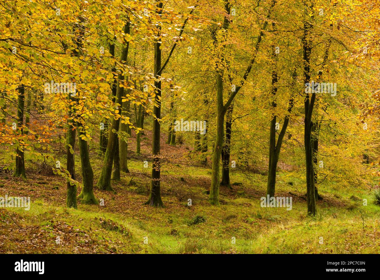 Couleur d'automne dans un bois de hêtre à Rowberrow Warren dans les collines de Mendip, Somerset, Angleterre. Banque D'Images