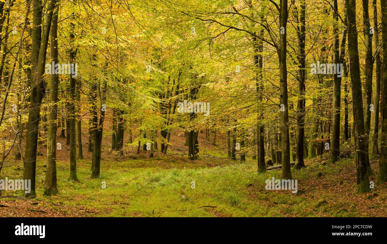 Couleur d'automne dans un bois de hêtre à Rowberrow Warren dans les collines de Mendip, Somerset, Angleterre. Banque D'Images