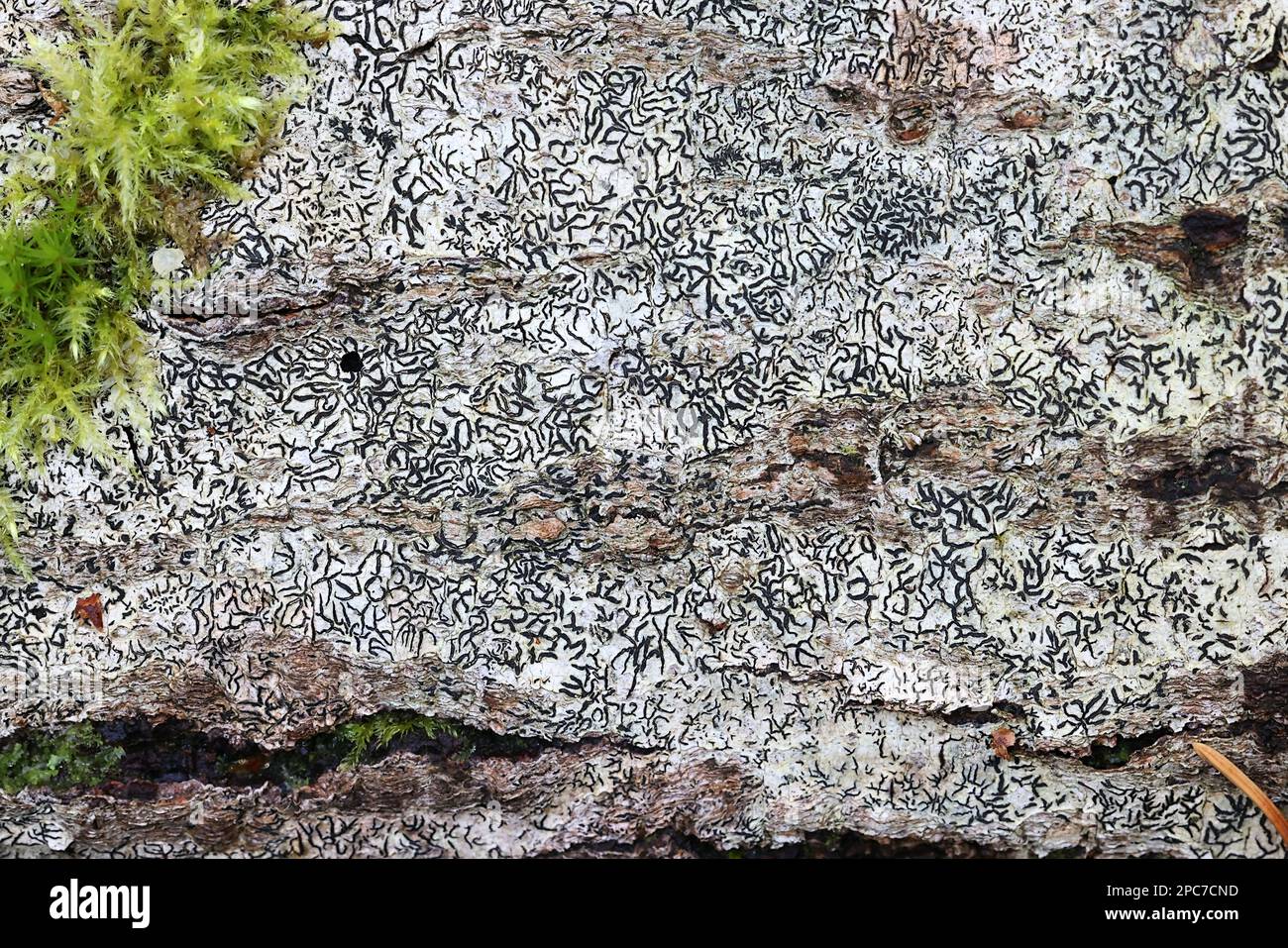 Graphis scripta, communément appelé lichen de script ou lichen d'écriture secrète Banque D'Images