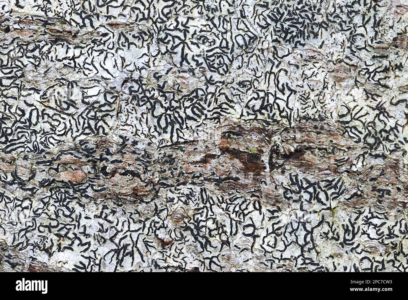 Graphis scripta, communément appelé lichen de script ou lichen d'écriture secrète Banque D'Images