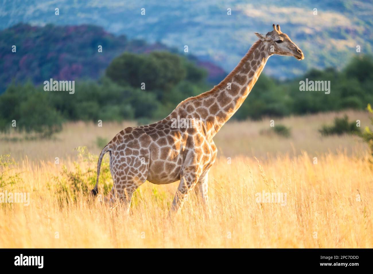 Giraffe, parc national de Pilanesburg, nr Johannesburg, Afrique du Sud Banque D'Images