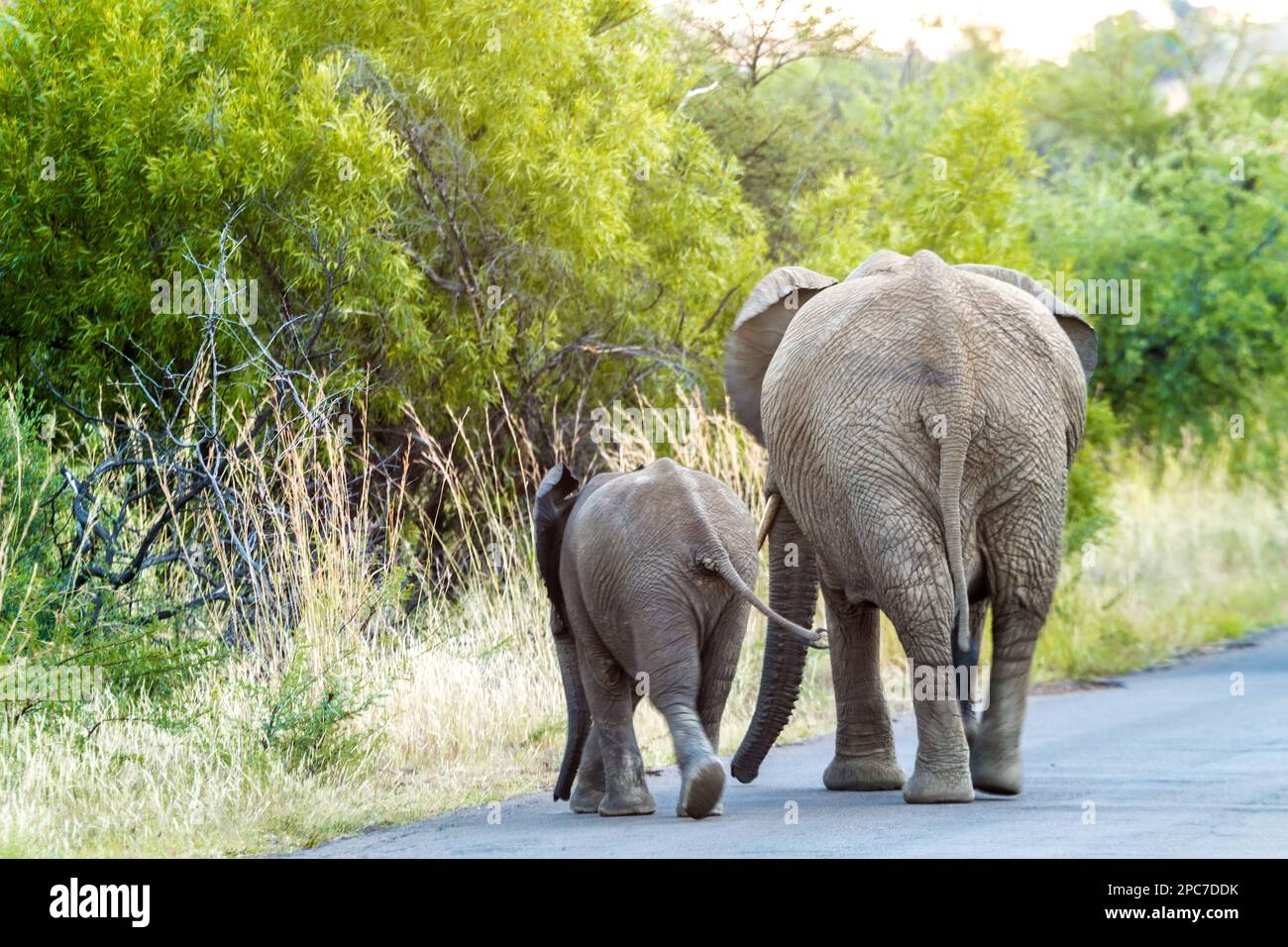 Mère d'éléphant et Calf marchant le long de la route, Parc national de Pilanesburg nr Johannesburg Afrique du Sud Banque D'Images