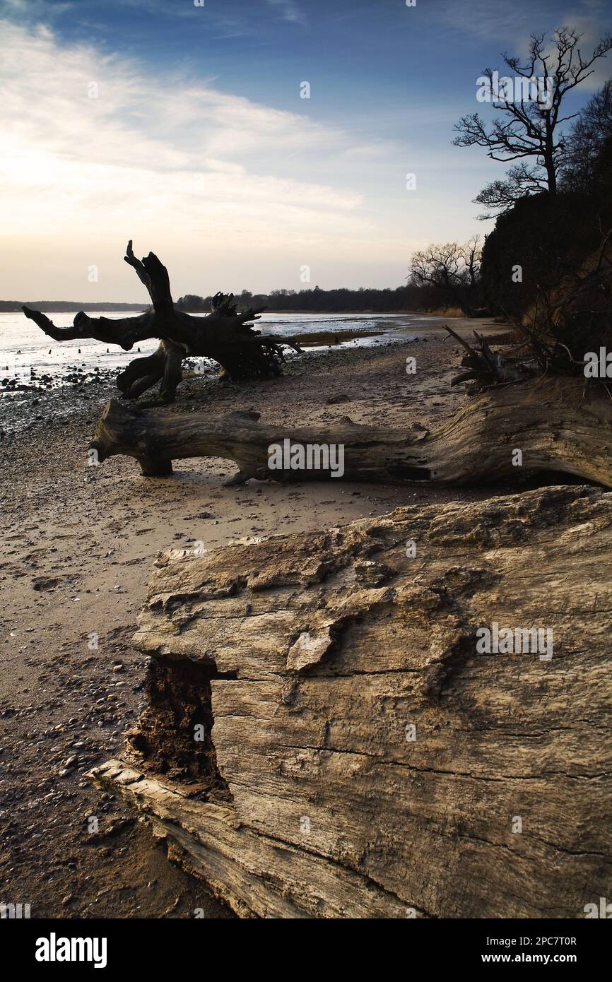 Des arbres morts sur le front de mer de l'estuaire après être tombé au-dessus d'une petite falaise d'argile de Londres exposée, Nacton Shore, River Orwell, Suffolk, Angleterre Banque D'Images