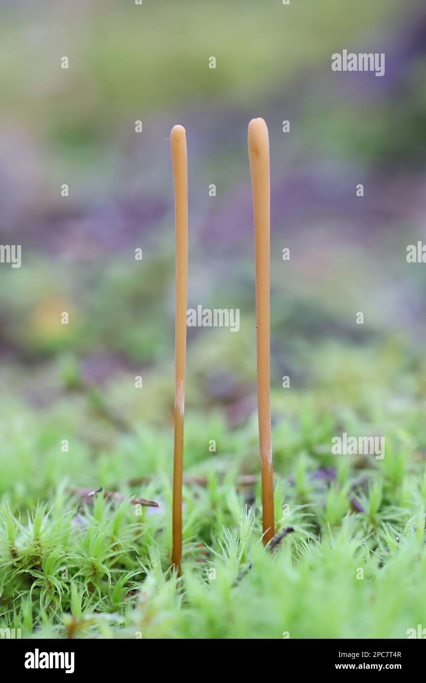 Macrotyphula juncea, communément appelé club élancé, champignon sauvage de Finlande Banque D'Images