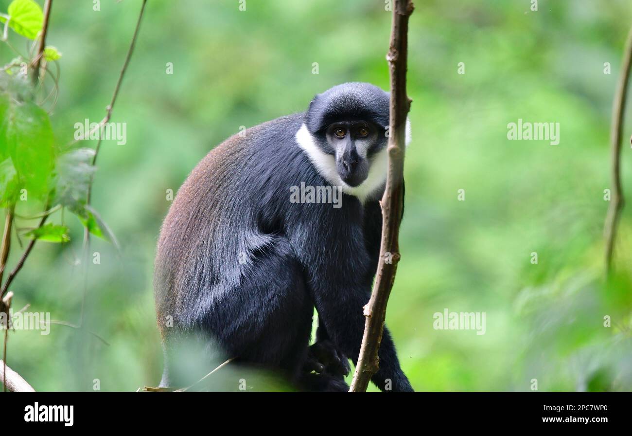 Le singe de l'Hoest, Bwindi, Ouganda, Afrique de l'est Banque D'Images