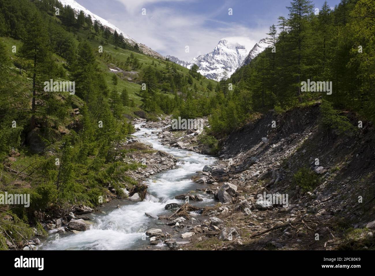 Rivière alpine dans un environnement de vallée boisée, vue vers Monte Viso (en Italie), vallée de Guil, Parc naturel régional du Queyras, Alpes, France, Europe Banque D'Images