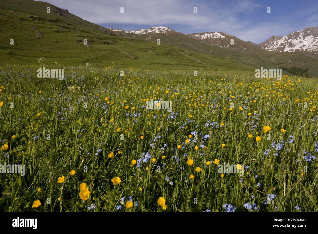 Habitat de pâturage riche en espèces avec buttercups et Forget-me-nots, Col d'Agnel, Parc naturel régional du Queyras, Alpes, France, Europe Banque D'Images