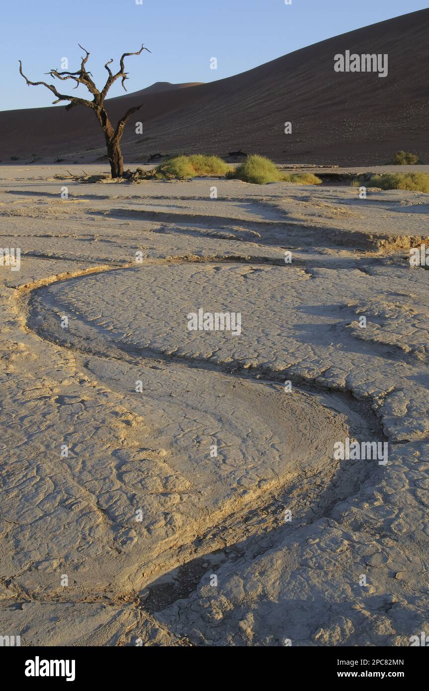 Moule en argile sec avec des arbres Camelthorn Acacia (Acacia erioloba) morts, Dead Vlei, Namib Desert, Namib-Naukluft N. P. Namibie Banque D'Images