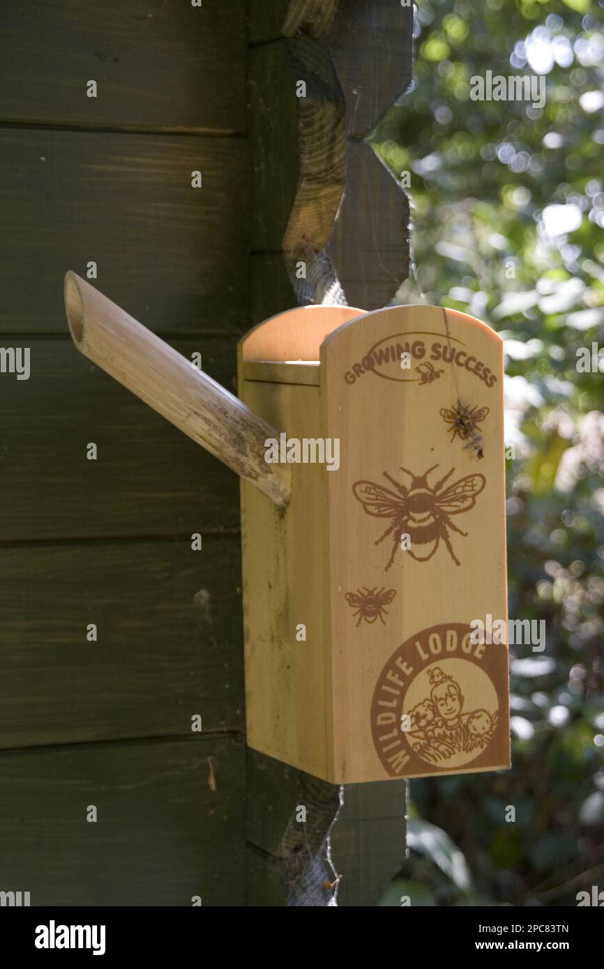 Boîte de nidification Bumblebee sur le hangar de jardin Banque D'Images