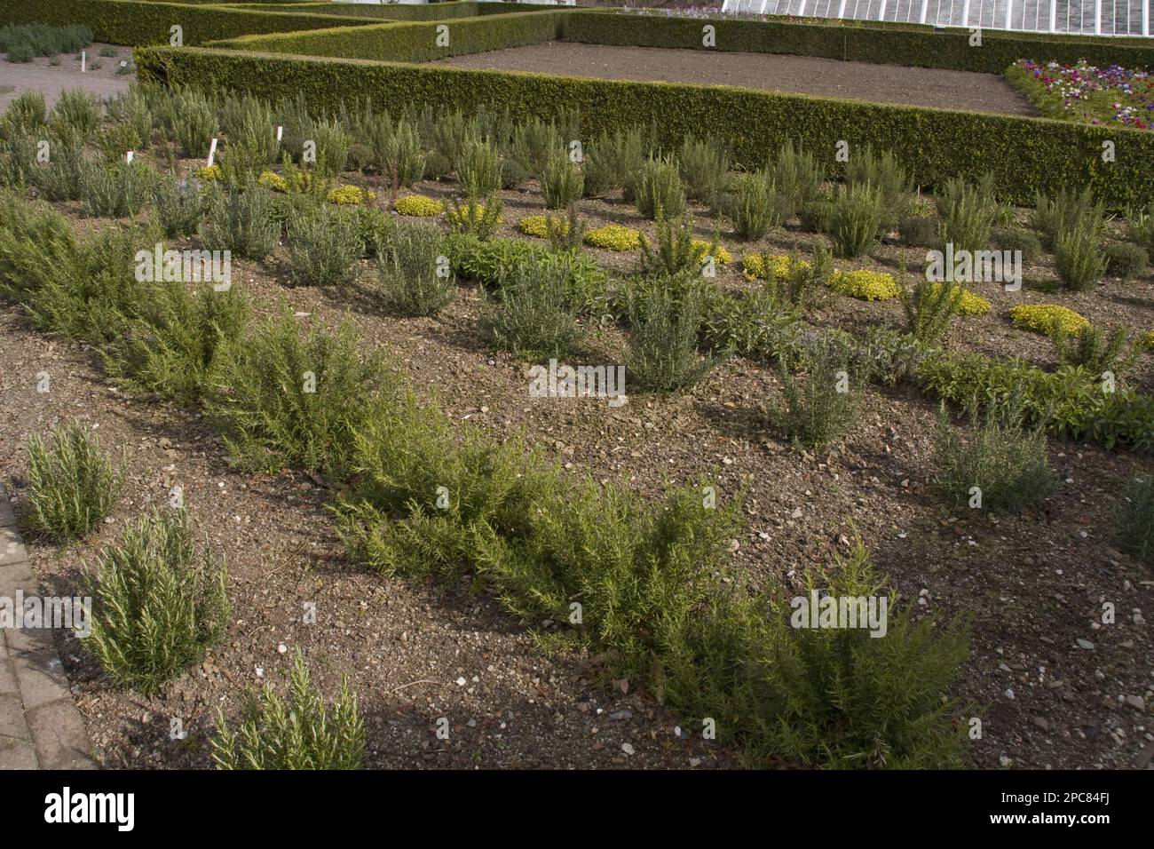 Différentes variétés de romarin Banque D'Images