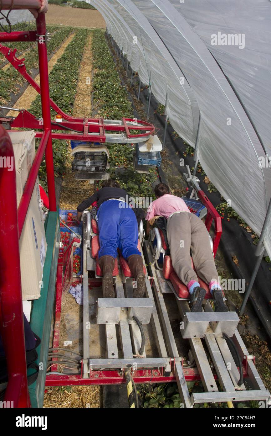 Préparateur de fraises mécanisé, 10 personnes cueillant plus un contremaître Banque D'Images