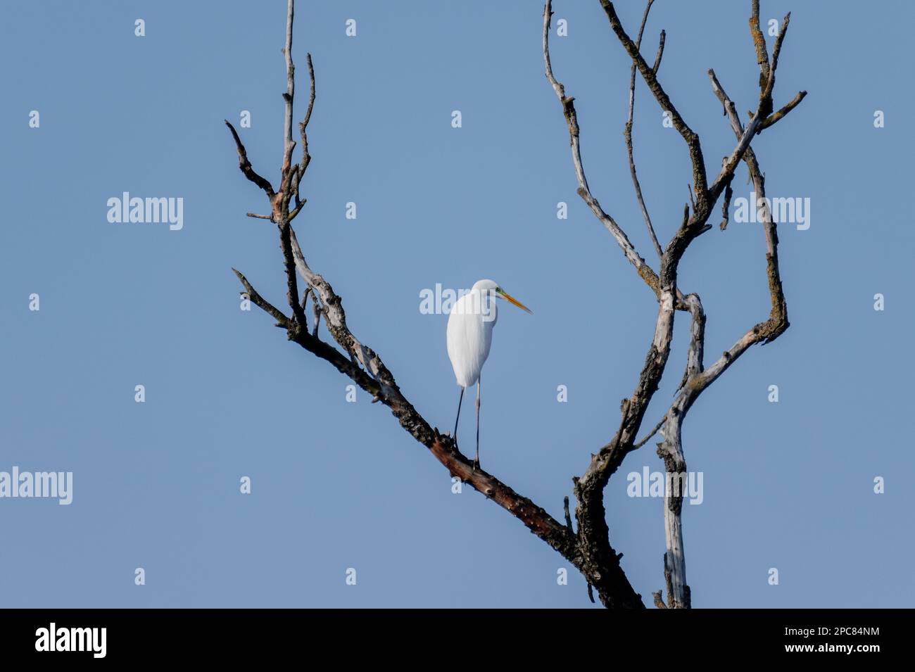 Héron blanc sur l'arbre Banque D'Images