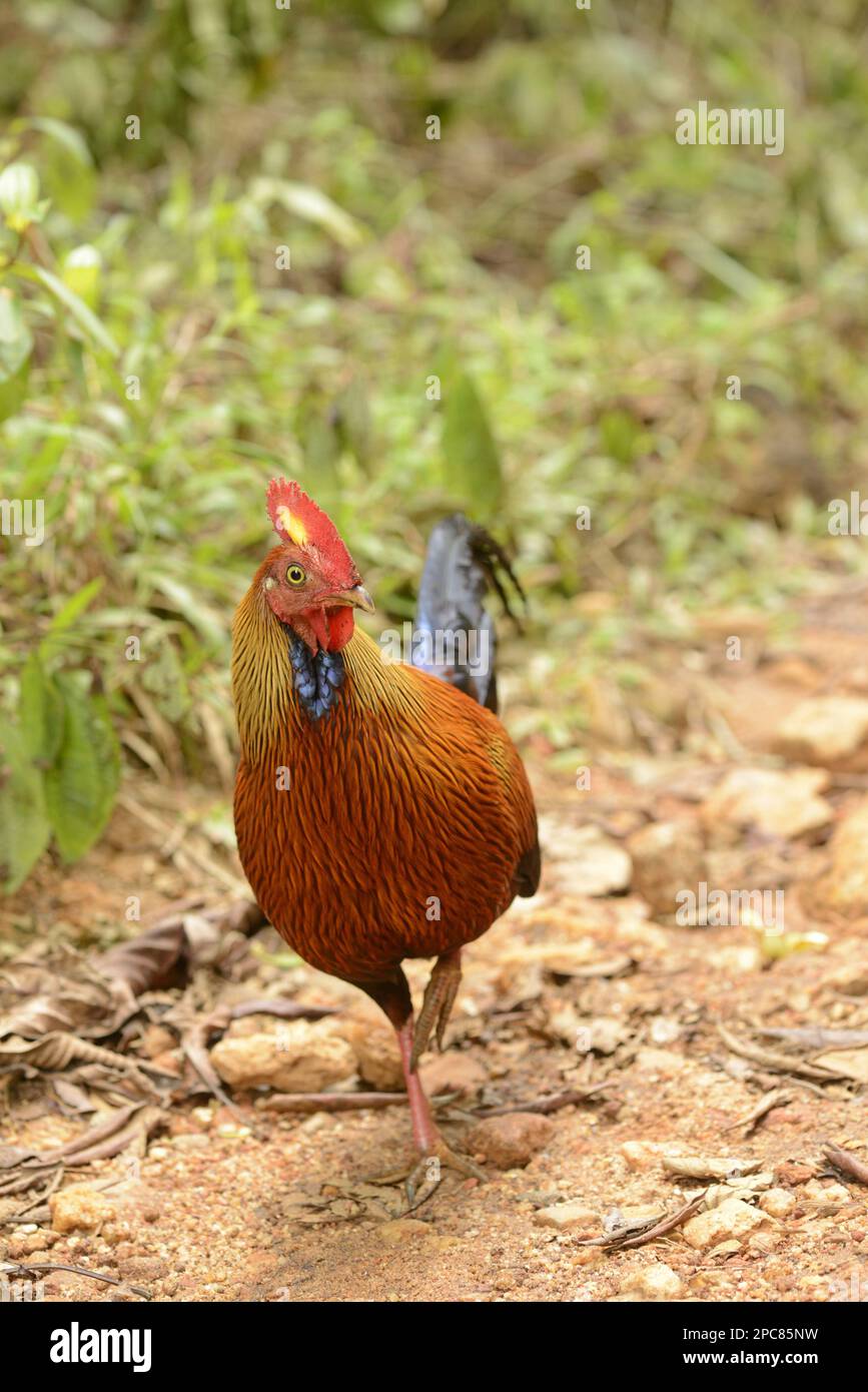 Gallus lafayettii, Ceylan Junglewhid, Lafayette Junglewhid, sri lankan junglewls (Gallus lafayetii), oiseaux de poulet, animaux, oiseaux, Ceylan Banque D'Images