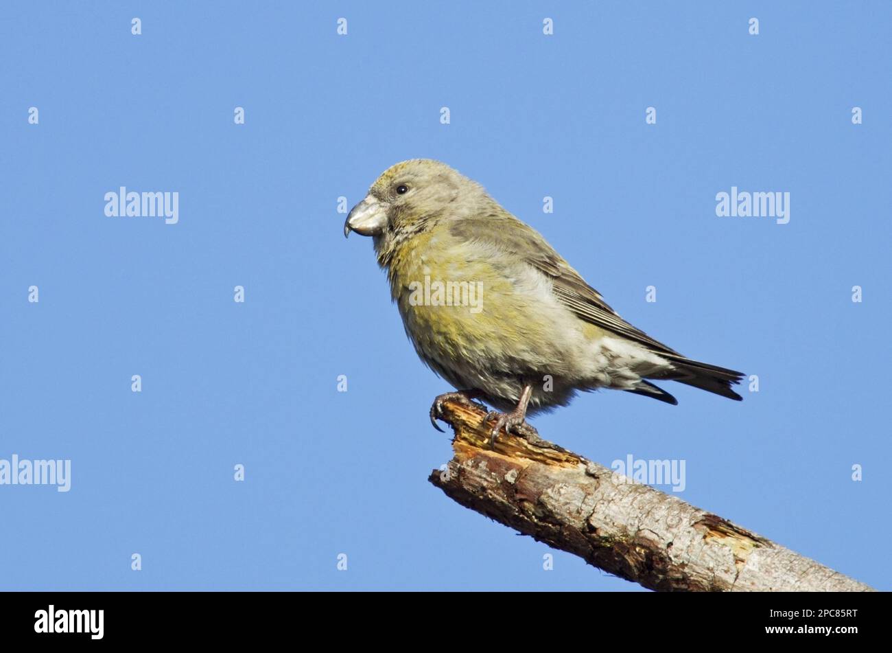 Parrot Crossbill (Loxia pytyopsittacus) adulte femelle, perchée sur la branche, Norfolk, Angleterre, Royaume-Uni Banque D'Images
